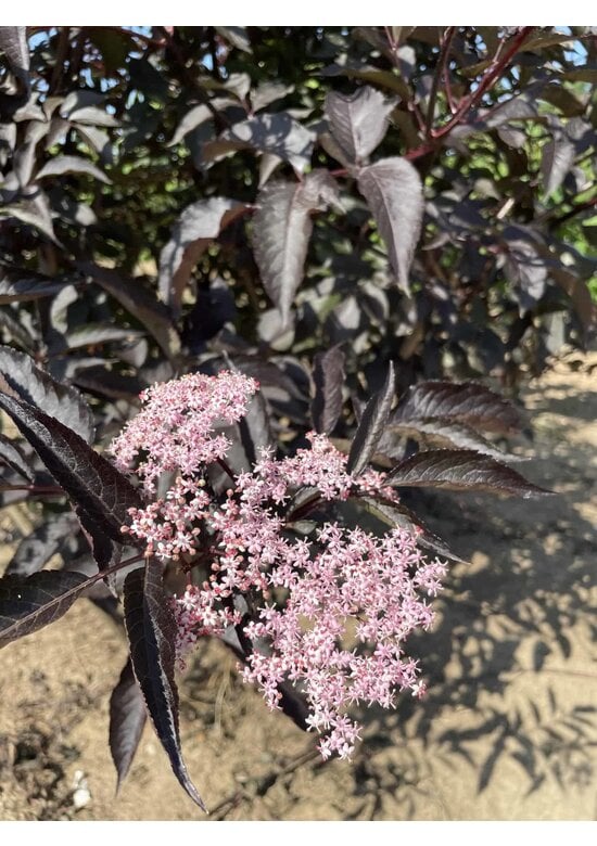 Schwarzer Holunder 'Black Lace' - Mehrstämmig | Sambucus nigra 'Black Lace'