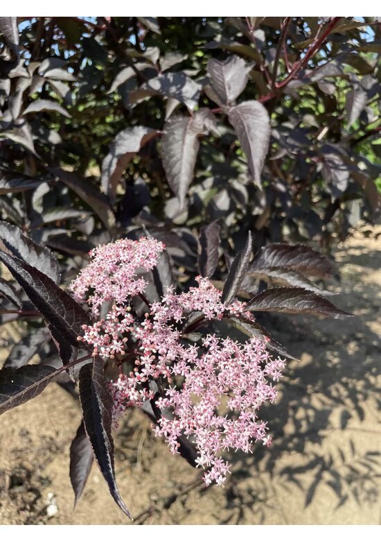 Schwarzer Holunder 'Black Lace' - Mehrstämmig | Sambucus nigra 'Black Lace' Schwarzer Holunder 'Black Lace' - Mehrstämmig | Sambucus nigra 'Black Lace'