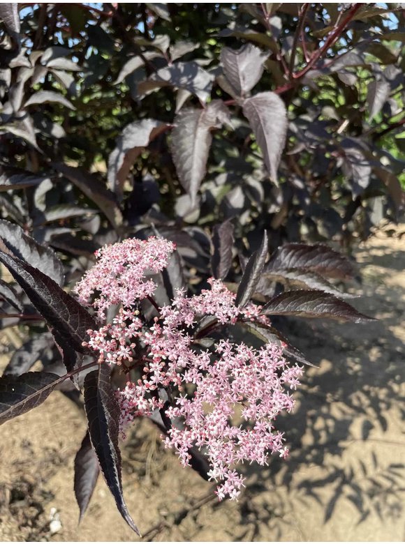 Schwarzer Holunder 'Black Lace' - Mehrstämmig | Sambucus nigra 'Black Lace' Schwarzer Holunder 'Black Lace' - Mehrstämmig | Sambucus nigra 'Black Lace'