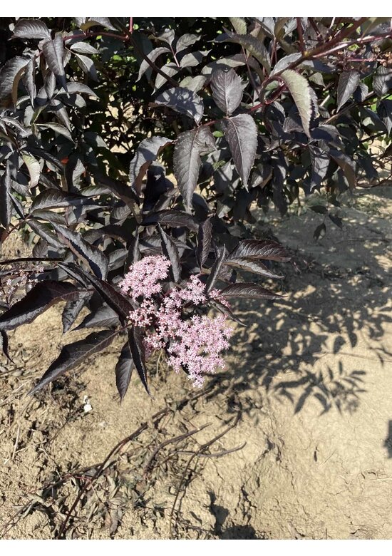 Schwarzer Holunder 'Black Lace' - Mehrstämmig | Sambucus nigra 'Black Lace' Schwarzer Holunder 'Black Lace' - Mehrstämmig | Sambucus nigra 'Black Lace'
