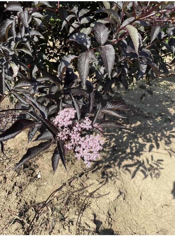 Schwarzer Holunder 'Black Lace' - Mehrstämmig | Sambucus nigra 'Black Lace' Schwarzer Holunder 'Black Lace' - Mehrstämmig | Sambucus nigra 'Black Lace'
