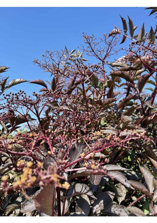 Schwarzer Holunder 'Black Lace' - Mehrstämmig | Sambucus nigra 'Black Lace'