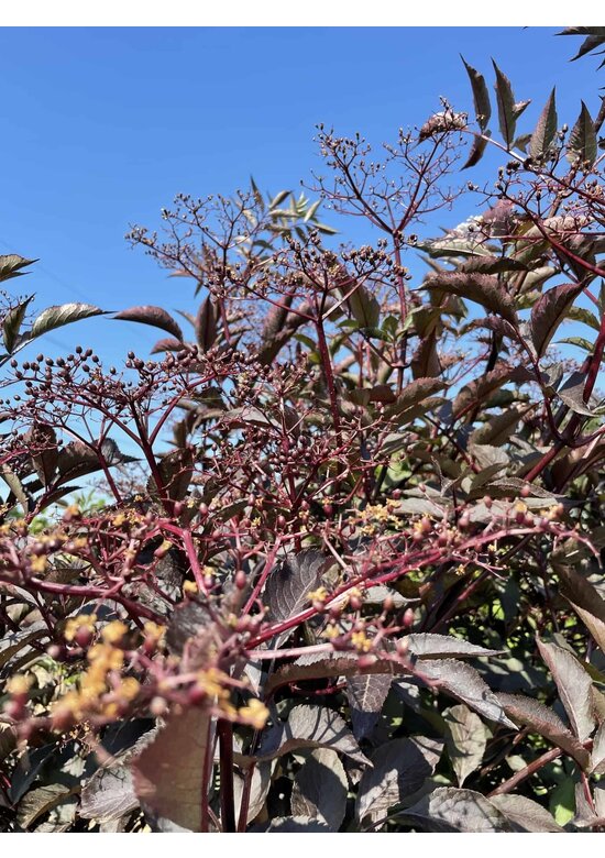 Schwarzer Holunder 'Black Lace' - Mehrstämmig | Sambucus nigra 'Black Lace'