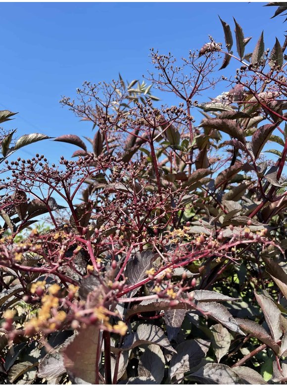 Schwarzer Holunder 'Black Lace' - Mehrstämmig | Sambucus nigra 'Black Lace' Schwarzer Holunder 'Black Lace' - Mehrstämmig | Sambucus nigra 'Black Lace'