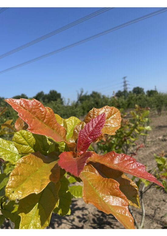 Wollmispel-Eiche - Mehrstämmig | Quercus rhysophylla 'Maya'