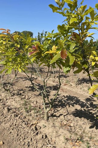 Wollmispel-Eiche - Mehrstämmig | Quercus rhysophylla 'Maya' Wollmispel-Eiche - Mehrstämmig | Quercus rhysophylla 'Maya'
