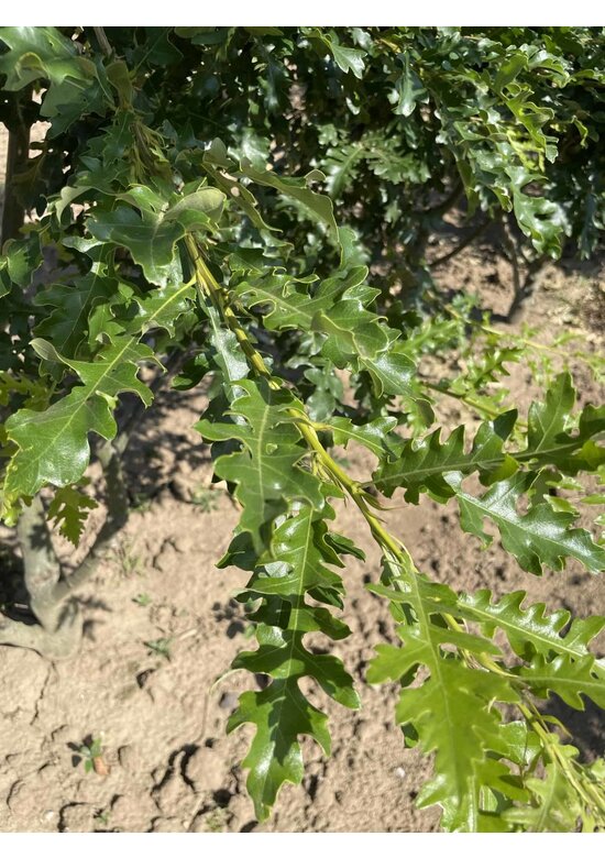 Zerr-Eiche - Mehrstämmig | Quercus 'Cerris'