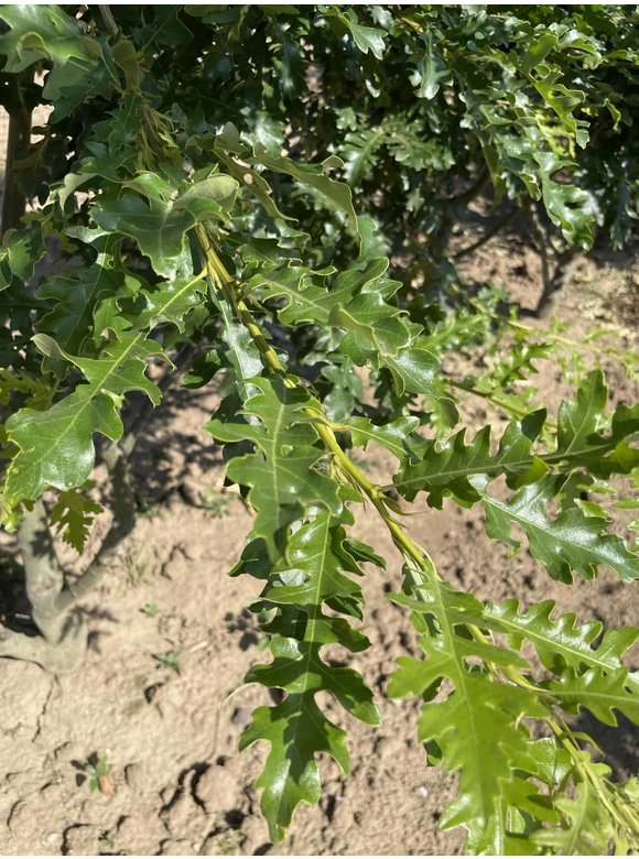 Zerr-Eiche - Mehrstämmig | Quercus 'Cerris' Zerr-Eiche - Mehrstämmig | Quercus 'Cerris'