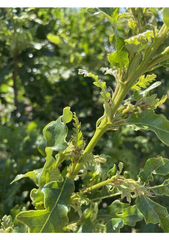 Zerr-Eiche - Mehrstämmig | Quercus 'Cerris'