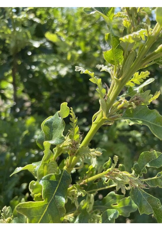 Zerr-Eiche - Mehrstämmig | Quercus 'Cerris'
