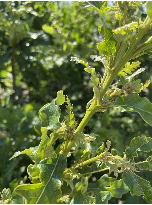Zerr-Eiche - Mehrstämmig | Quercus 'Cerris' Zerr-Eiche - Mehrstämmig | Quercus 'Cerris'