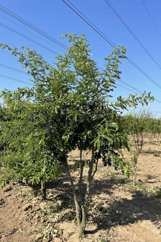 Zerr-Eiche - Mehrstämmig | Quercus 'Cerris'