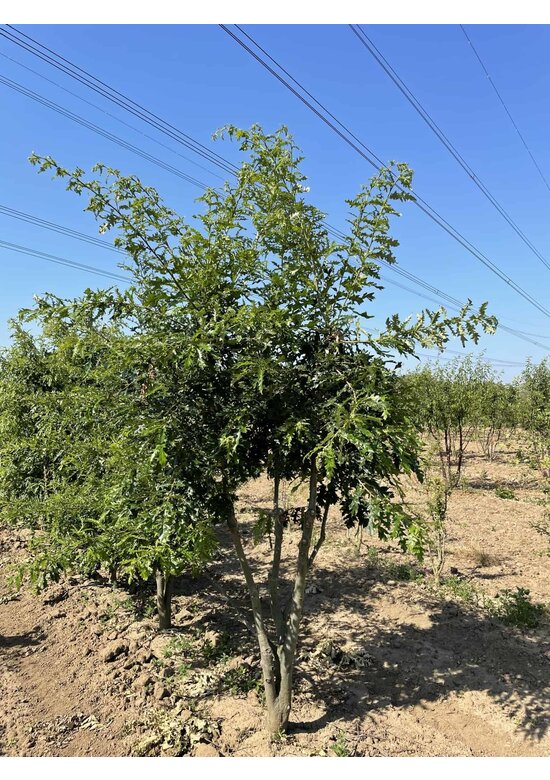 Zerr-Eiche - Mehrstämmig | Quercus 'Cerris'