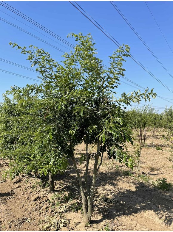 Zerr-Eiche - Mehrstämmig | Quercus 'Cerris' Zerr-Eiche - Mehrstämmig | Quercus 'Cerris'
