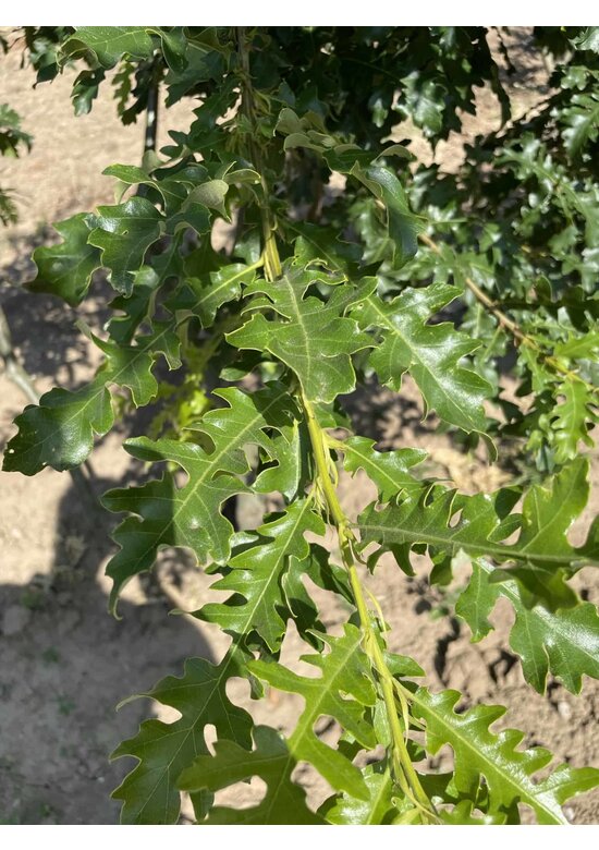 Zerr-Eiche - Mehrstämmig | Quercus 'Cerris'