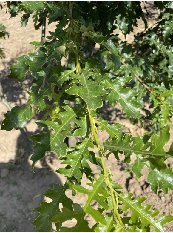 Zerr-Eiche - Mehrstämmig | Quercus 'Cerris' Zerr-Eiche - Mehrstämmig | Quercus 'Cerris'