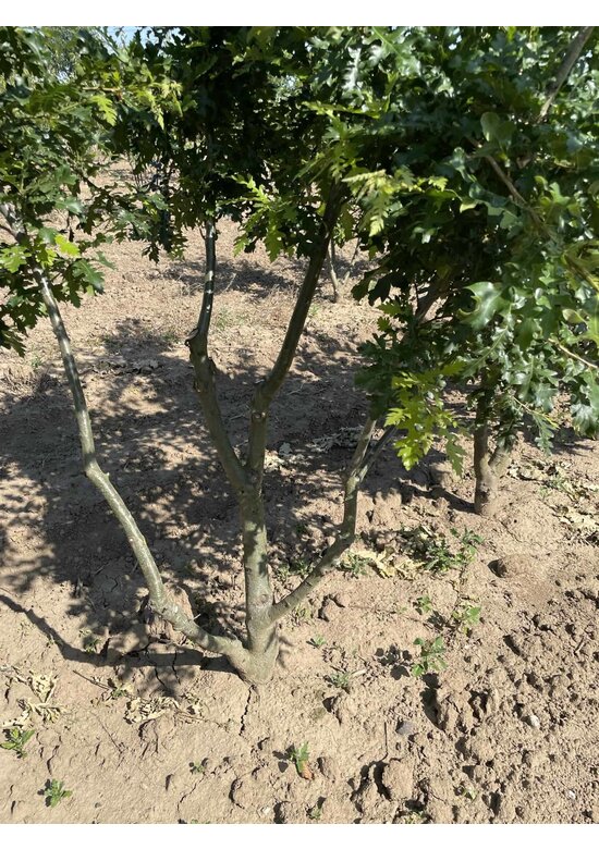 Zerr-Eiche - Mehrstämmig | Quercus 'Cerris'