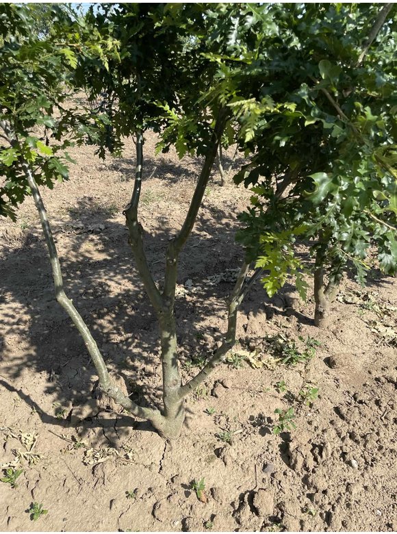 Zerr-Eiche - Mehrstämmig | Quercus 'Cerris' Zerr-Eiche - Mehrstämmig | Quercus 'Cerris'