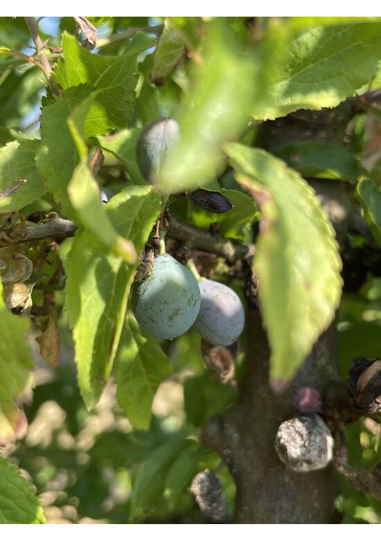 Schwarzdorn mehrstämmig | Prunus spinosa