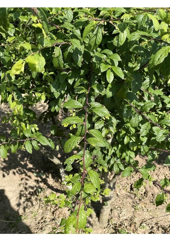 Schwarzdorn mehrstämmig | Prunus spinosa