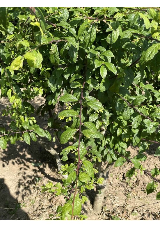 Schwarzdorn spinosa Mehrstämmig | Prunus spinosa