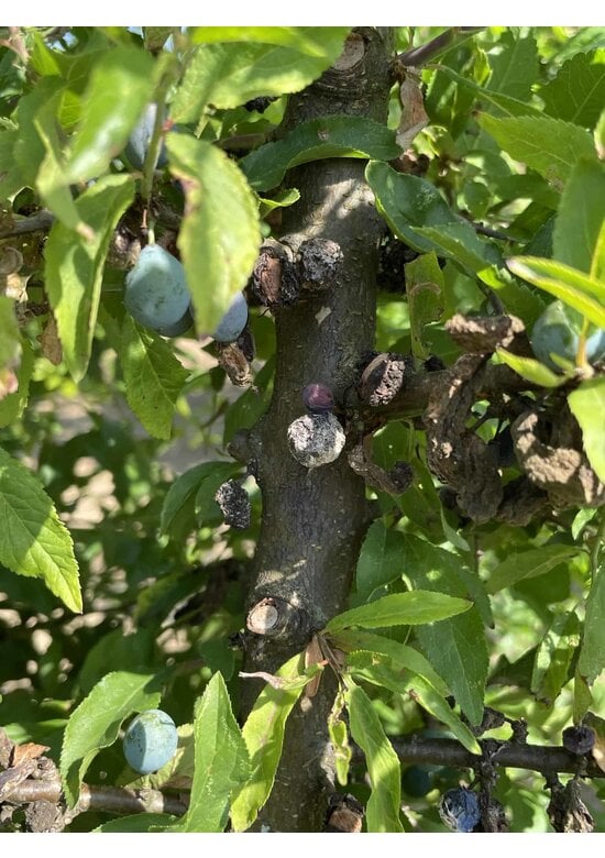 Schwarzdorn mehrstämmig | Prunus spinosa