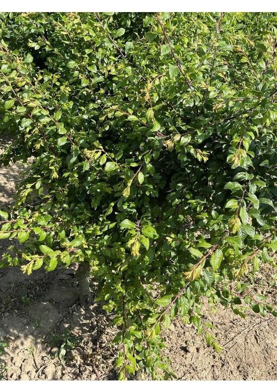 Schwarzdorn mehrstämmig | Prunus spinosa