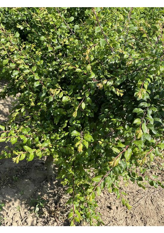 Schwarzdorn spinosa Mehrstämmig | Prunus spinosa