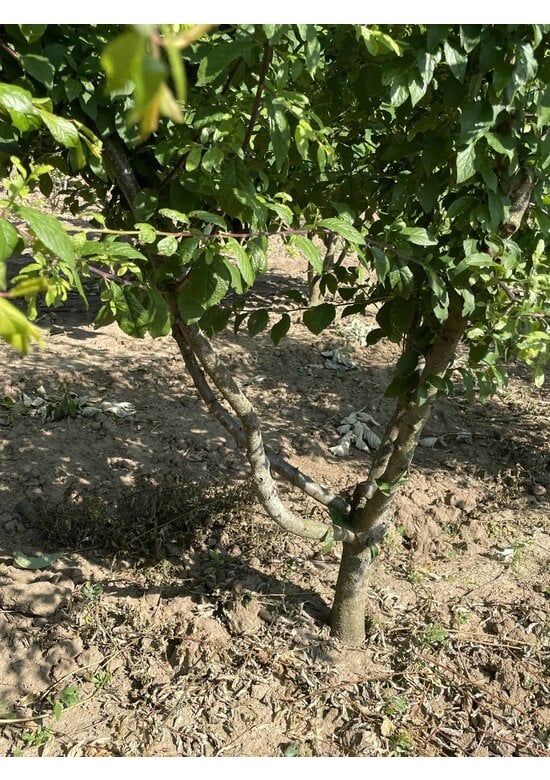 Schwarzdorn mehrstämmig | Prunus spinosa