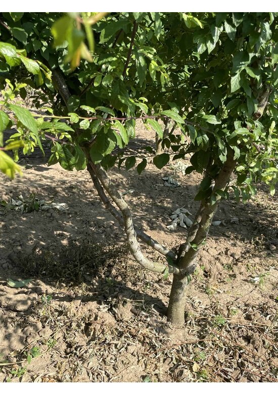 Schwarzdorn spinosa Mehrstämmig | Prunus spinosa