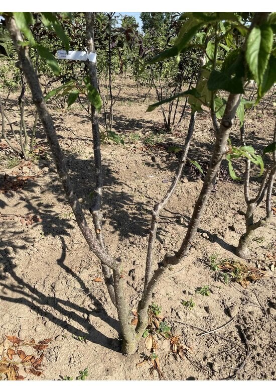 Japanische Zierkirsche Mehrstämmig 'Ukon'| Prunus serrulata 'Ukon'