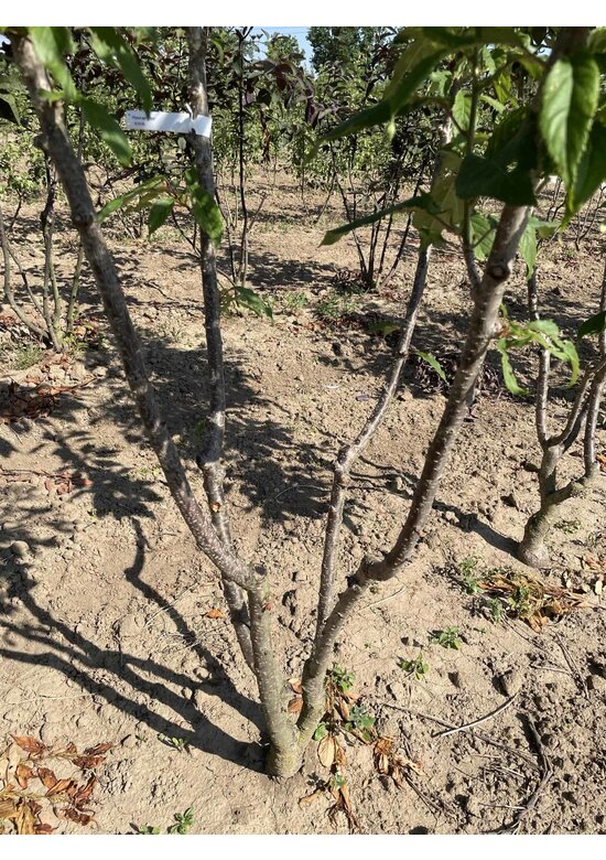 Japanische Zierkirsche Mehrstämmig 'Ukon'| Prunus serrulata 'Ukon' Japanische Zierkirsche Mehrstämmig 'Ukon'| Prunus serrulata 'Ukon'