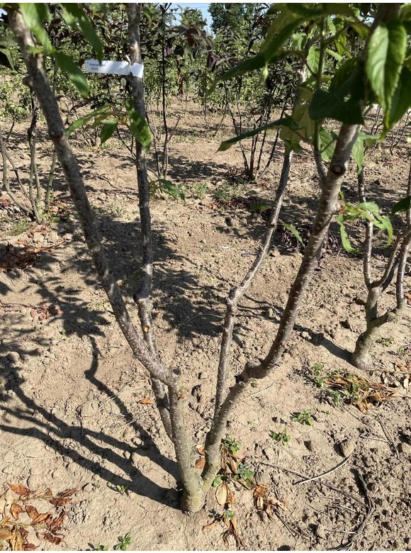 Japanischer Zierkirsche 'Ukon' - Mehrstämmig | Prunus serrulata 'Ukon' Japanischer Zierkirsche 'Ukon' - Mehrstämmig | Prunus serrulata 'Ukon'