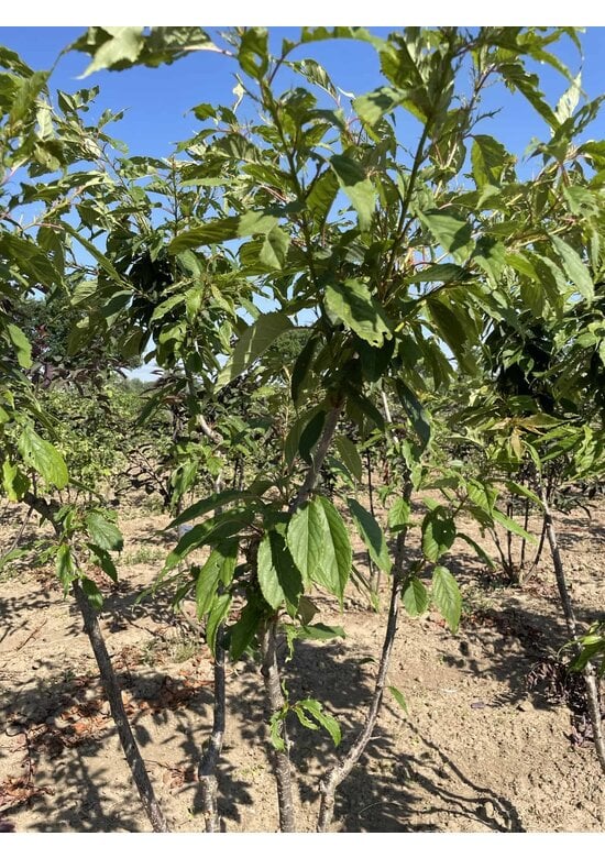 Japanische Zierkirsche Mehrstämmig 'Ukon'| Prunus serrulata 'Ukon'