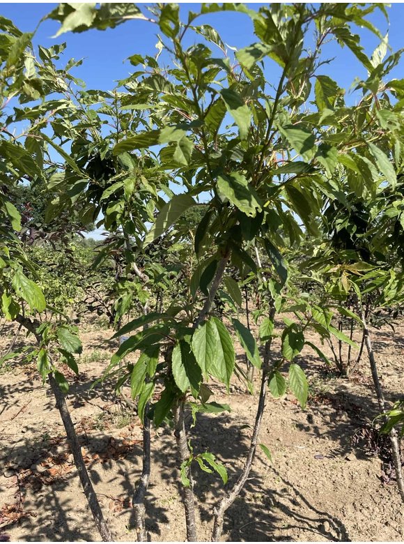 Japanischer Zierkirsche 'Ukon' - Mehrstämmig | Prunus serrulata 'Ukon' Japanischer Zierkirsche 'Ukon' - Mehrstämmig | Prunus serrulata 'Ukon'