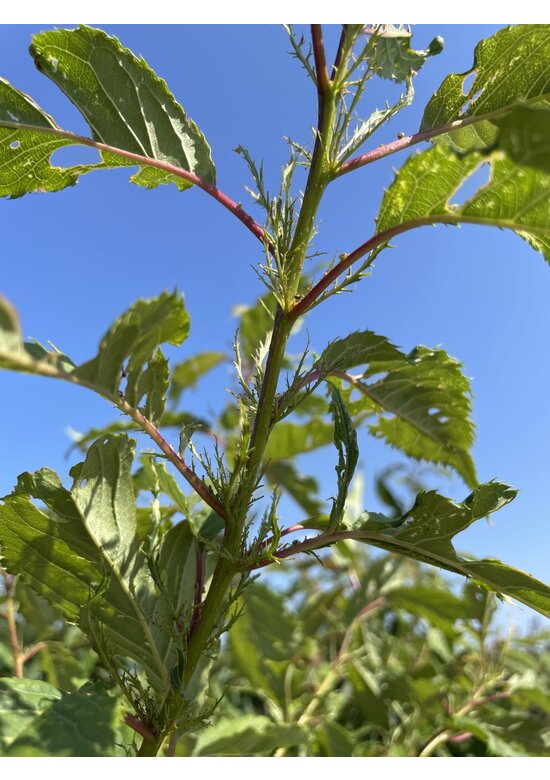 Japanische Zierkirsche Mehrstämmig 'Ukon'| Prunus serrulata 'Ukon'