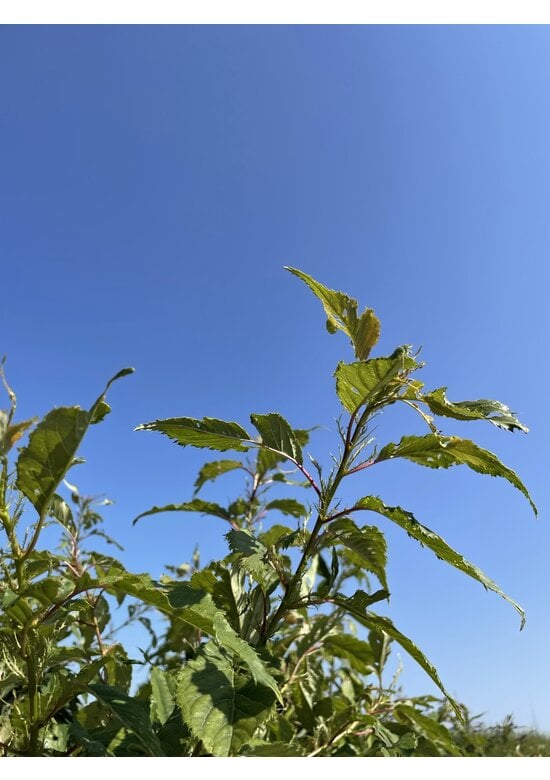 Japanische Zierkirsche Mehrstämmig 'Ukon'| Prunus serrulata 'Ukon'