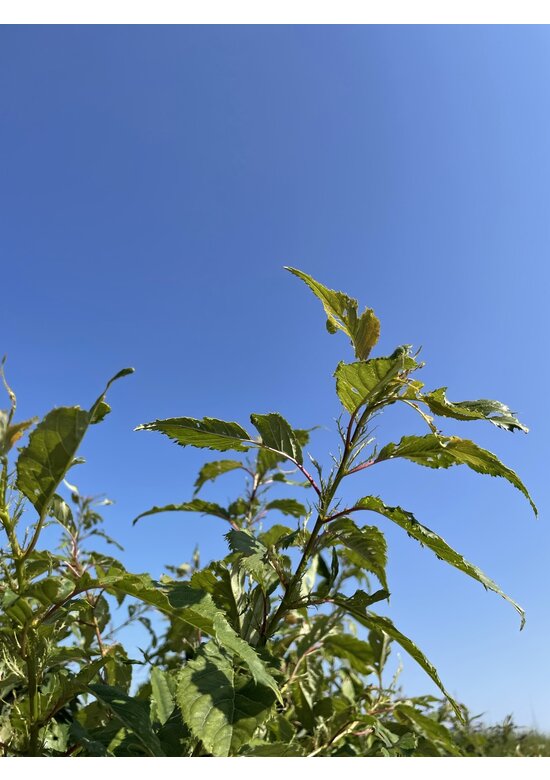 Japanische Zierkirsche Mehrstämmig 'Ukon'| Prunus serrulata 'Ukon' Japanische Zierkirsche Mehrstämmig 'Ukon'| Prunus serrulata 'Ukon'