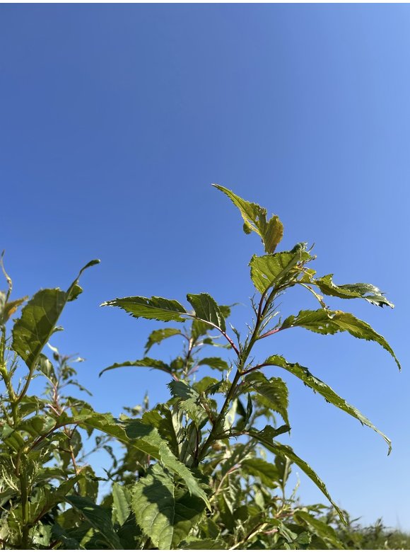 Japanischer Zierkirsche 'Ukon' - Mehrstämmig | Prunus serrulata 'Ukon' Japanischer Zierkirsche 'Ukon' - Mehrstämmig | Prunus serrulata 'Ukon'