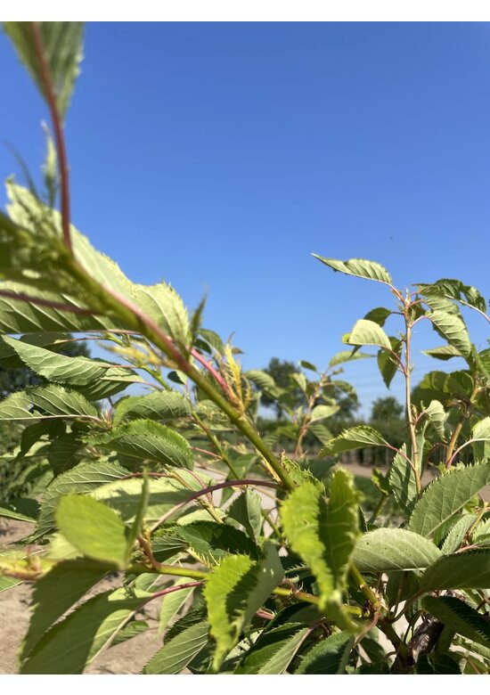 Zierkirsche 'Shirofugen' Mehrstämmig | Prunus serrulata 'Shirofugen'