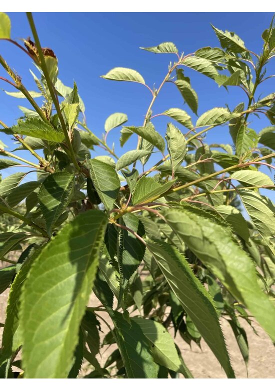 Zierkirsche 'Shirofugen' Mehrstämmig | Prunus serrulata 'Shirofugen'