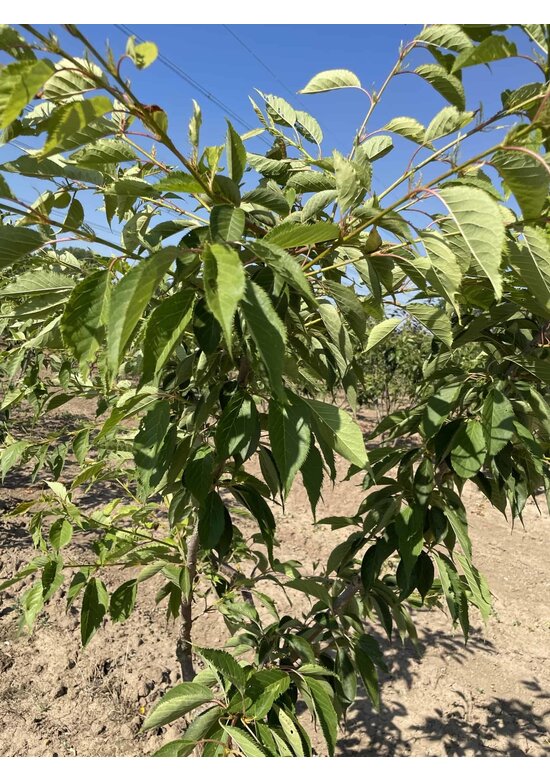 Zierkirsche 'Shirofugen' Mehrstämmig | Prunus serrulata 'Shirofugen'