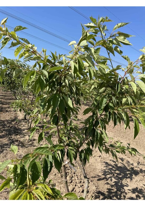 Zierkirsche 'Shirofugen' Mehrstämmig | Prunus serrulata 'Shirofugen'