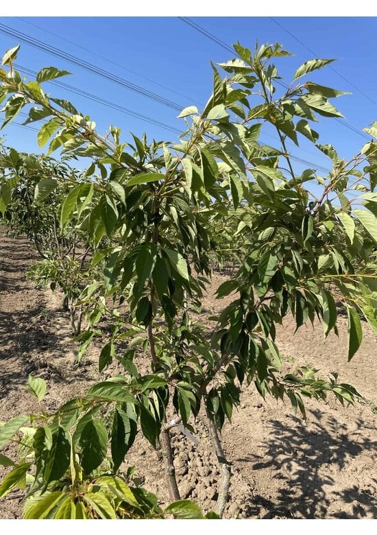 Zierkirsche 'Shirofugen' Mehrstämmig | Prunus serrulata 'Shirofugen'