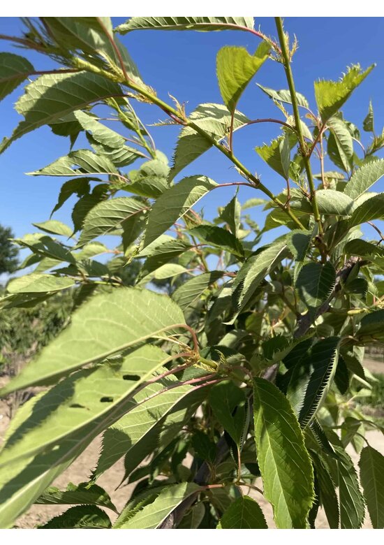 Zierkirsche 'Shirofugen' Mehrstämmig | Prunus serrulata 'Shirofugen'