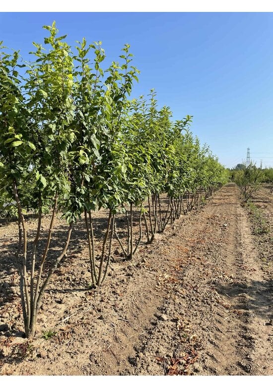 Traubenkirsche Mehrstämmig | Prunus padus