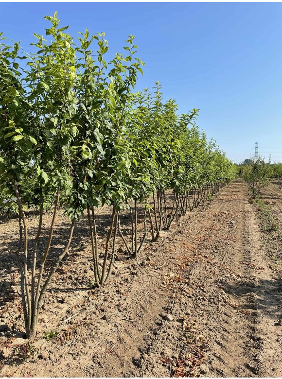 Traubenkirsche Mehrstämmig | Prunus padus Traubenkirsche Mehrstämmig | Prunus padus