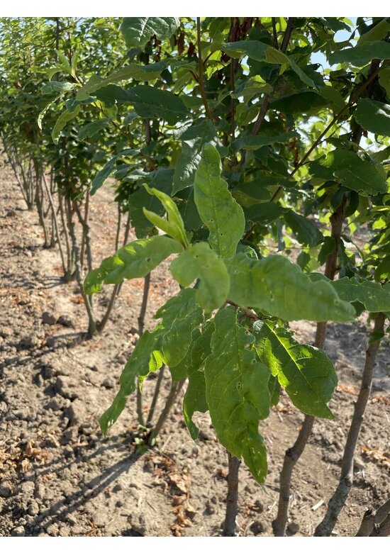 Traubenkirsche Mehrstämmig | Prunus padus