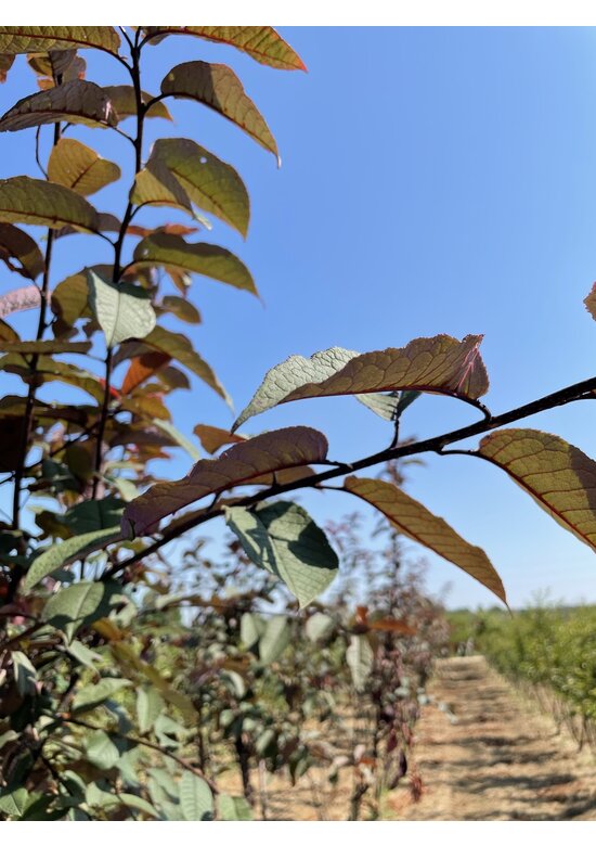 Traubenkirsche Mehrstämmig 'Colorata'  | Prunus padus 'Colorata'