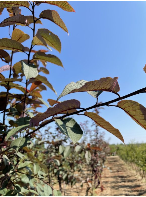 Traubenkirsche 'Colorata' - Mehrstämmig | Prunus padus 'Colorata' Traubenkirsche 'Colorata' - Mehrstämmig | Prunus padus 'Colorata'